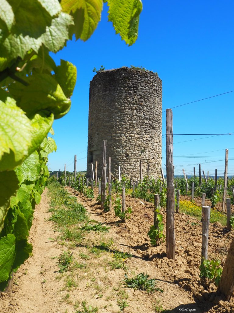 vignobles Saint-Emilion