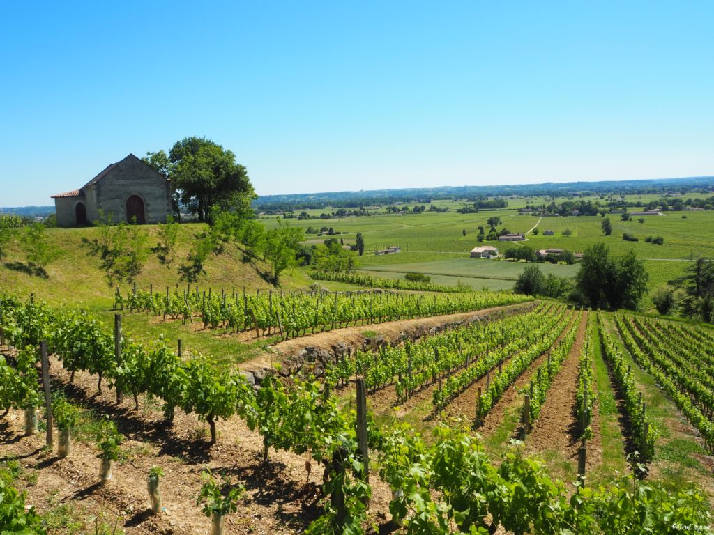 vignobles Saint-Emilion