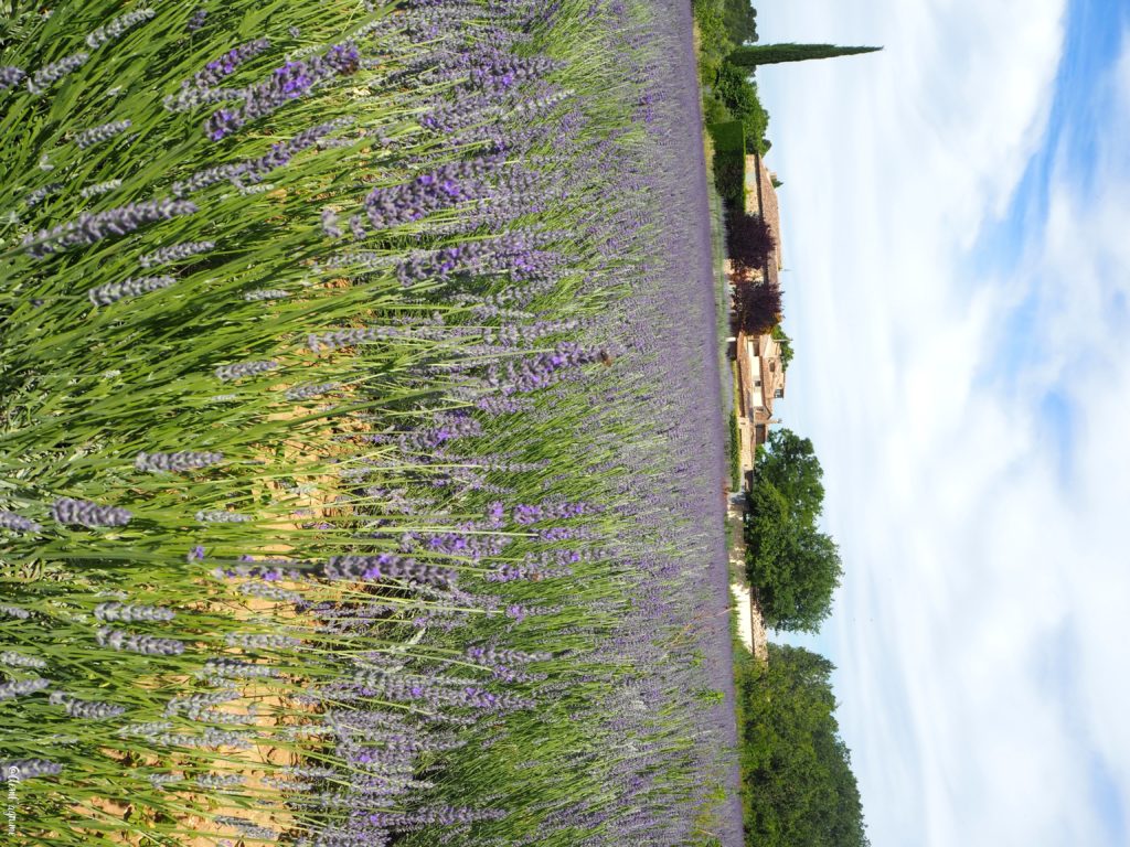 Route de la lavande provence